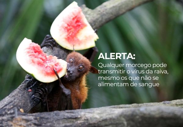 Capa do artigo