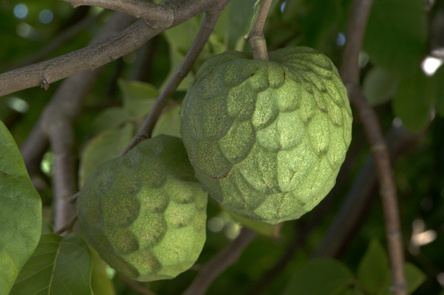 Arvore da Cherimoia